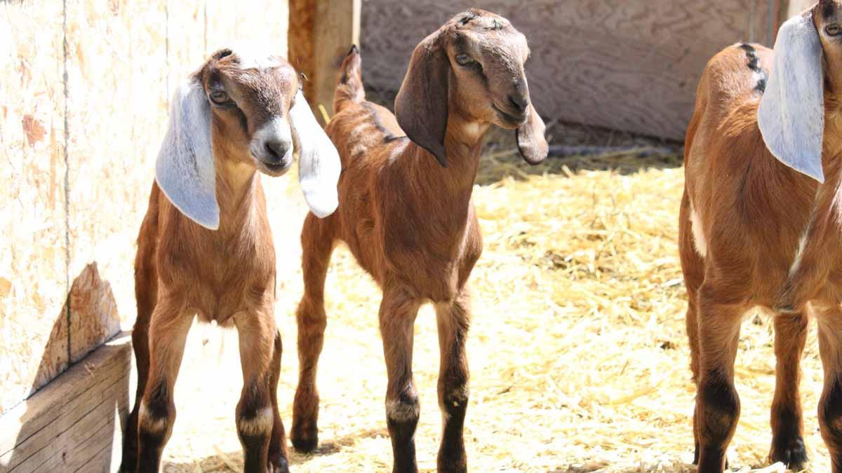 Female goat siblings