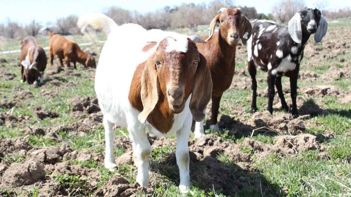 A variety of colored goats