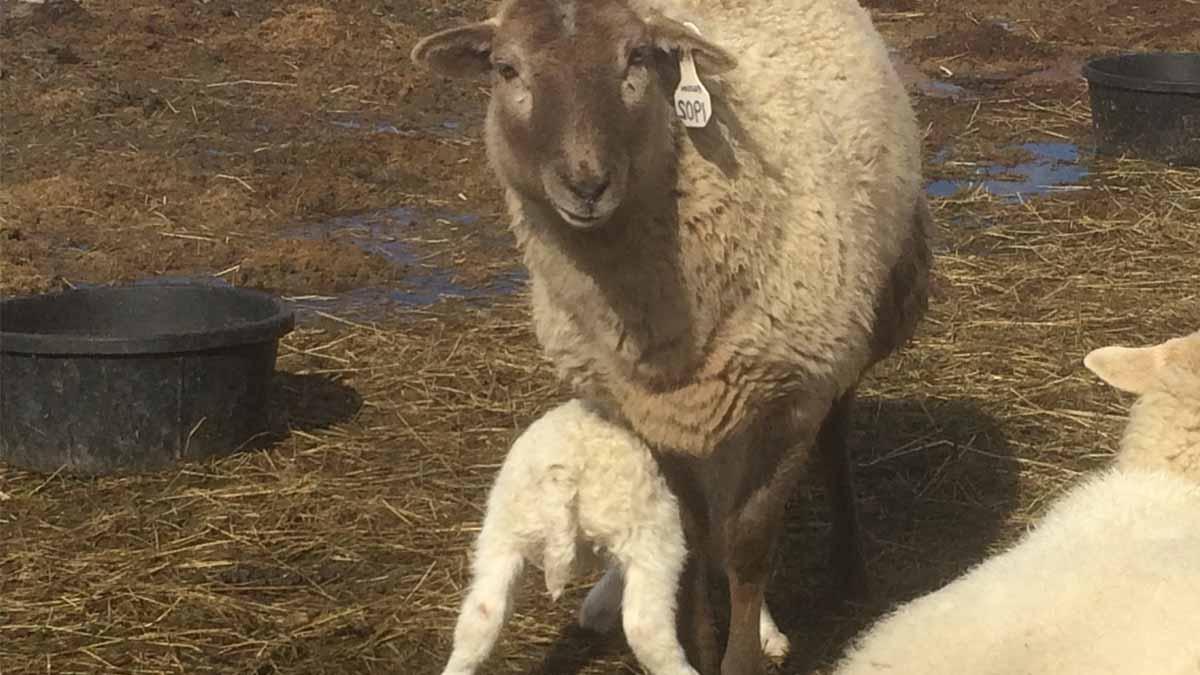 Baby lamb feeding from the front of mother.