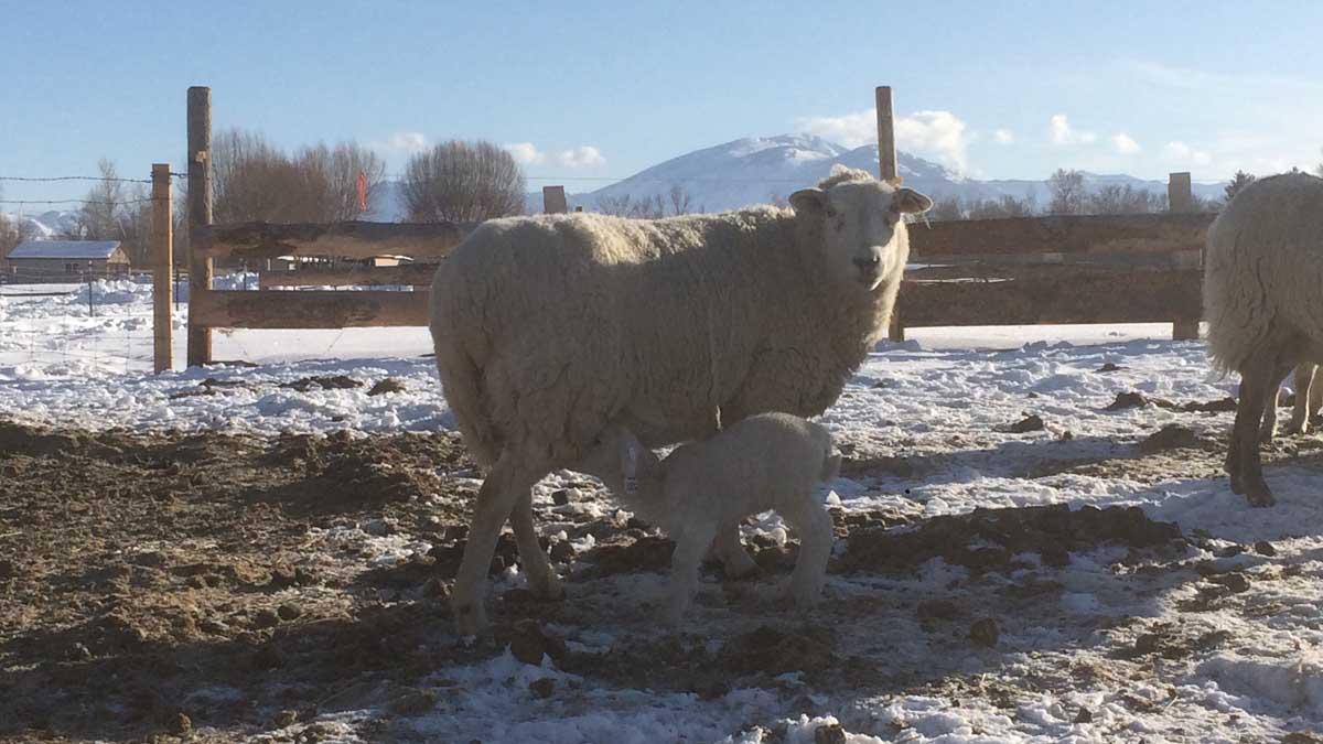 White lamb feeding from mother.