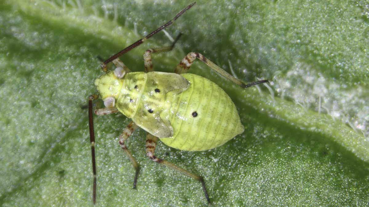 Lygus nymph on leaf